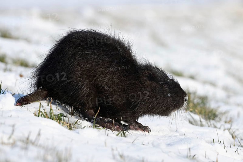 Tough times... Nutria (Myocastor coypus) with frozen tail in the snow, North Rhine-Westphalia, Germany, Western Europe