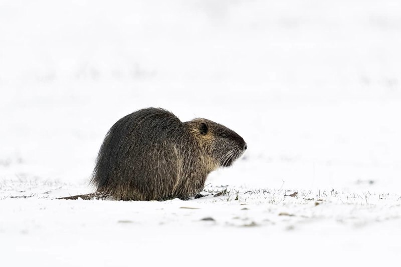 In the snow... Nutria (Myocastor coypus) in a meadow on the Lower Rhine, naturalised, invasive animal species, neozoon, Bislicher Insel, Wesel district, Lower Rhine, North Rhine-Westphalia, Germany, Western Europe