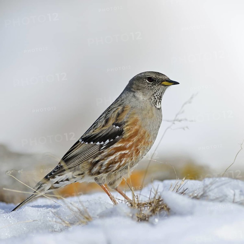 The snow is thawing... Alpine accentor (Prunella collaris) in its habitat in the high Alps, robust resident bird that can withstand even the most adverse conditions, impressive songbird, Alps, Valais, Switzerland, Western Europe