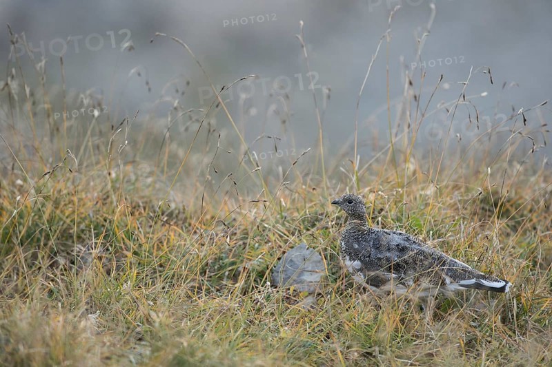 Foraging for food... Rock ptarmigan (Lagopus muta) or just called ptarmigan, in brown summer plumage, beginning transitional plumage, inconspicuous, perfectly camouflaged, in the high mountains, Swiss Alps, High Alps, Alps, Bernese Oberland, Switzerland, Western Europe
