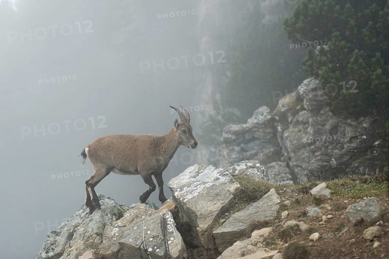 High up in the mountains...Capra ibex, adult female ibex climbs over boulders on the edge of a steep wall in the Alps in dense fog, Alps, Bernese Oberland, Switzerland, Western Europe