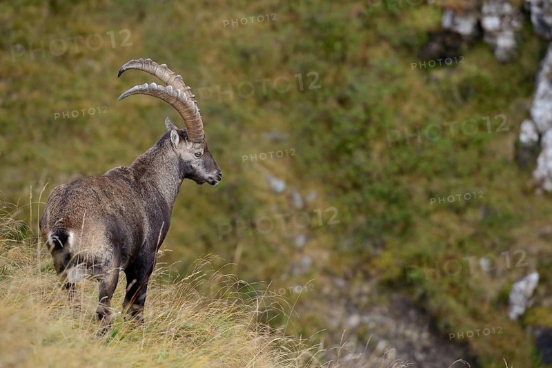 In the Swiss Alps... Ibex (Capra ibex), male ibex, strong, adult animal with long horns standing on a steep slope in a natural environment, looking dreamily down into the valley, Alps, Bernese Oberland, Switzerland
