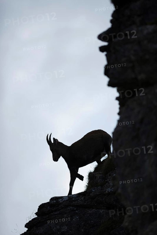 Downhill... Alpine ibex (Capra ibex), silhouette, silhouette in the steep face, female ibex, ibex in the Bernese Oberland in the Swiss Alps, Alps, Bernese Oberland, Switzerland, Western Europe