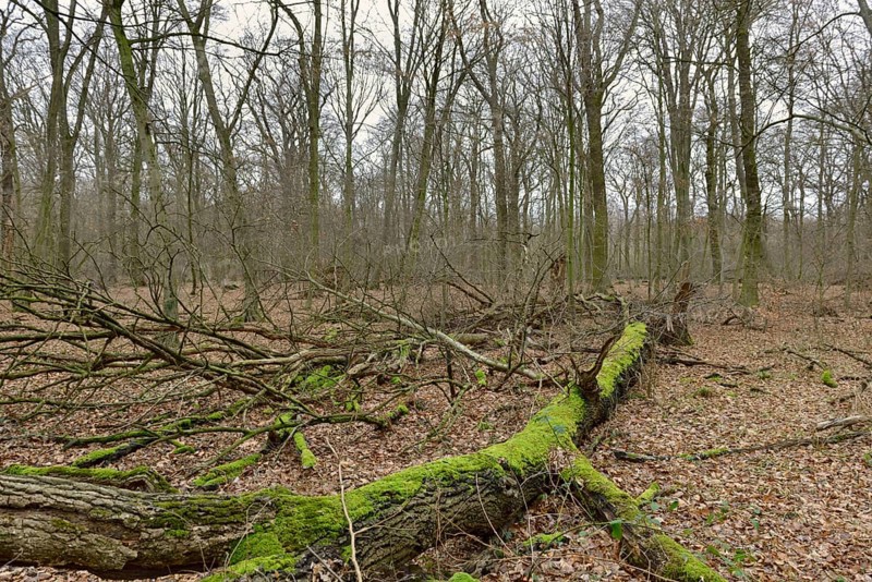 Deadwood... Hambach Forest, North Rhine-Westphalia, old, species-rich, natural remaining forest in North Rhine-Westphalia, ancient oak-hornbeam mixed forest, natural forest, threatened by lignite mining, became known through numerous protests in the fight against global warming, Hambach Forest was cleared in large parts to make way for the expansion of open-cast mining by RWE Power, Rhenish lignite mining area, Düren district, Germany, Western Europe