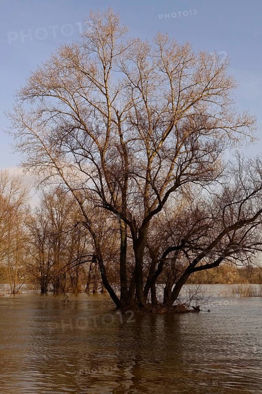 Partially flooded trees standing in water, high water on the Rhine near Düsseldorf, high water situation, weather situation, water level, flooding on the banks of the Rhine, Lower Rhine, Meerbusch, North Rhine-Westphalia, Germany, Western Europe