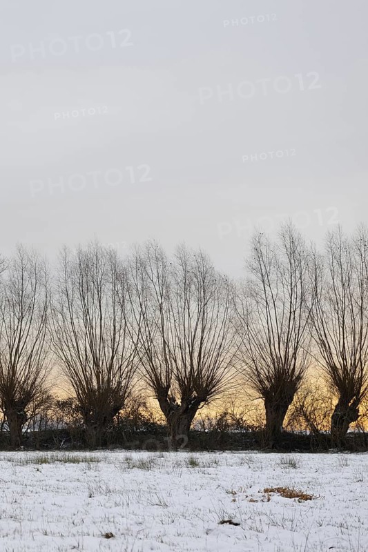 Just outside the Tor tor of Düsseldorf... Row of pollarded trees and copses in the Ilvericher Altrheinschlinge, Strümper Bruch, typical landscape on the Lower Rhine, small nature reserve in winter, Lower Rhine, Rhineland, North Rhine-Westphalia, Germany, Western Europe