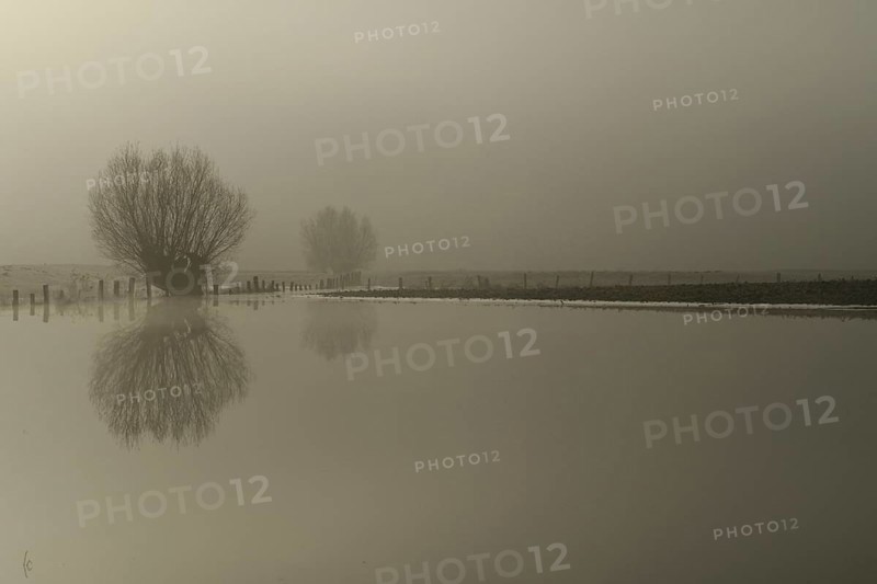 High water on meadows and fields (Lower Rhine), winter mood on the Rhine, willow in the fog, misty foggy morning mood, with the sun slowly breaking through the fog, weather situation, water level, Rhineland, North Rhine-Westphalia, Germany, Western Europe