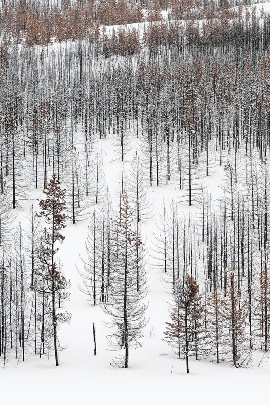 Deadwood in Yellowstone National Park, view over a vast, largely dead forest, coniferous forest in winter with snow, snow, Yellowstone, Wyoming, North America, United States of America, USA