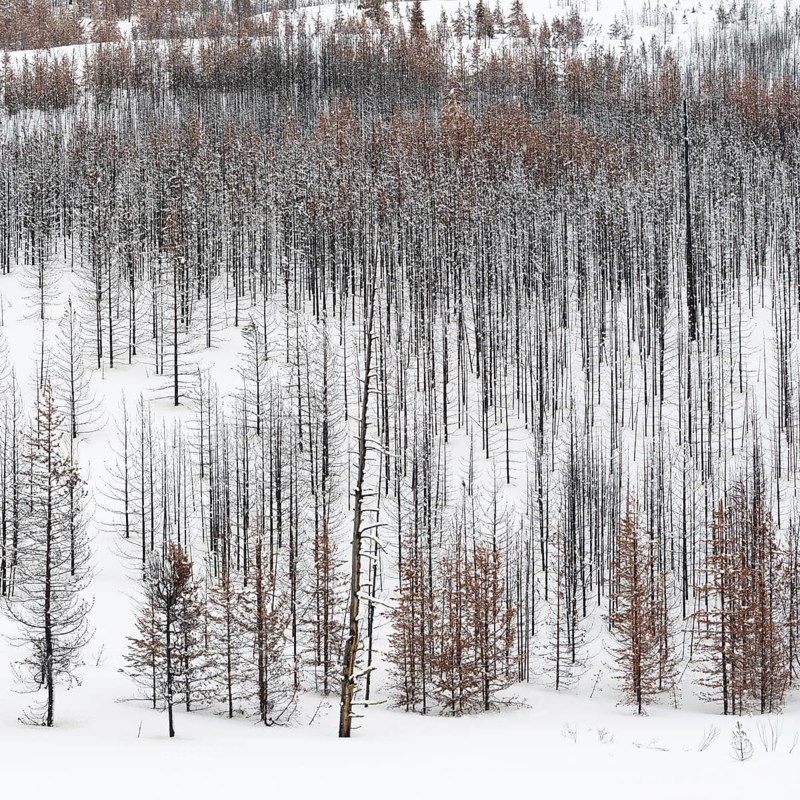 Deadwood... Yellowstone National Park, view over a vast, largely dead forest, coniferous forest in winter with snow, snow, United States of America, Yellowstone, Wyoming, North America
