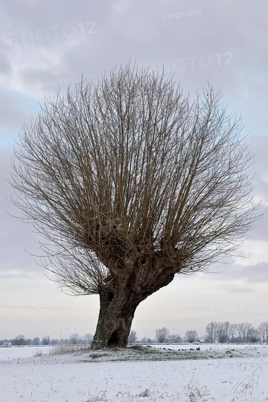 In the snow... typical, very old gnarled pollard tree, pollarded willow (Salix sp.) on a cold winter morning on the Lower Rhine, weather situation, Bislicher Insel, district Wesel, Lower Rhine, North Rhine-Westphalia, Germany, Western Europe