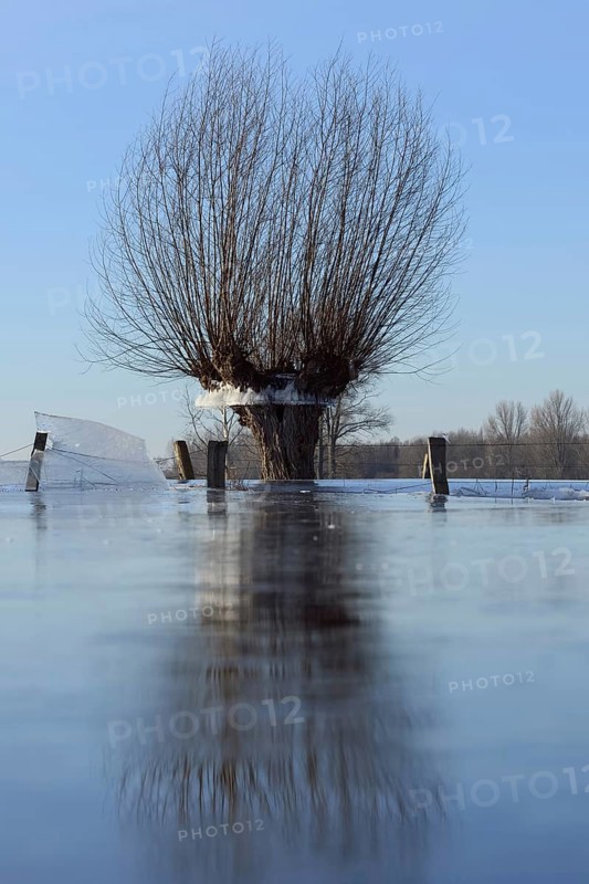 Land under... Pollarded willows (high winter flood Rhineland 2020, 2021) in the ice, after the flood came severe frost, which froze large floodplains thickly, weather situation, Bislicher Insel, Wesel district, Lower Rhine, North Rhine-Westphalia, Germany, Western Europe