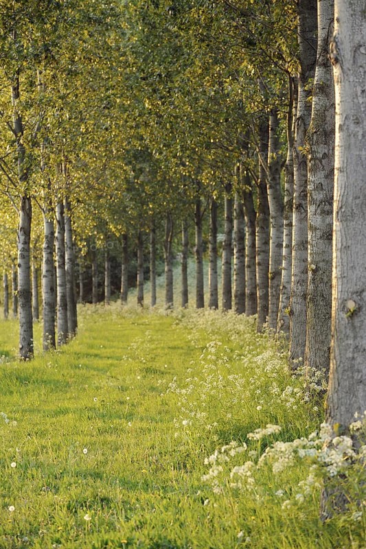 In the spring sun... brightly shining avenue of trees, endless avenue in fresh green, path of hope and happiness, path into the light, beautiful spring motif, North Rhine-Westphalia, Germany, Western Europe