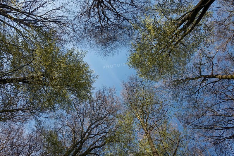 Spring is coming... View into the treetops of copper beeches (Fagus sylvatica) against blue sky in spring, first fresh green, foliage, trees sprout, Lower Rhine, North Rhine-Westphalia, Germany, Western Europe