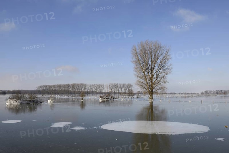 Land under ice... frozen winter flood (Lower Rhine), Bislicher Insel, after the Rhine flood came the frost, weather conditions, Wesel district, Lower Rhine, North Rhine-Westphalia, Germany, Western Europe