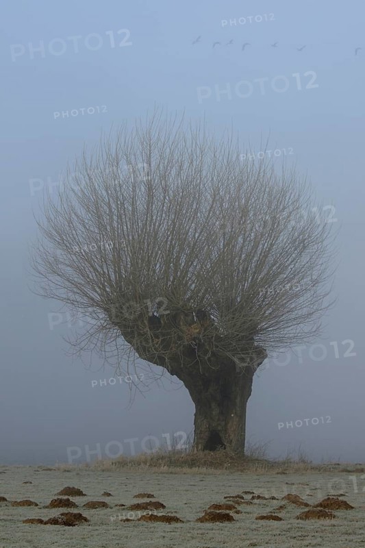 Old gnarled pollarded willow in the Rhine meadows near Xanten on a foggy cold morning, light hoarfrost, wild geese flying over, typical picture from the Lower Rhine, North Rhine-Westphalia, Germany, Western Europe
