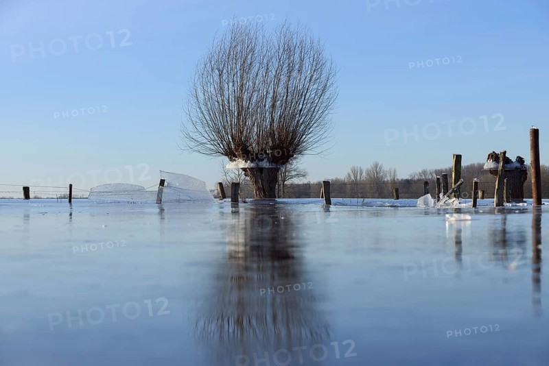 Land under... Pollard willow (Salix sp.) during the winter flood Rhineland 2020, 2021 locked in the ice, after the flood came severe frost, which froze large floodplains thickly, ice wreath on the trees indicate the former maximum level of the Rhine flood, weather situation, Bislicher Insel near Xanten, nationally known nature reserve, Wesel district, Lower Rhine, Rhineland, North Rhine-Westphalia, Germany, Western Europe