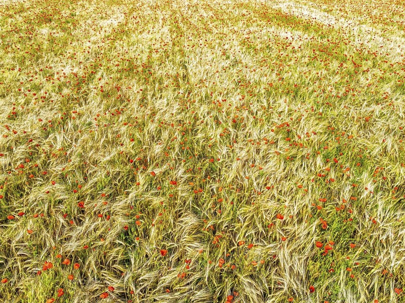 Red poppies in the cereal field from a drone