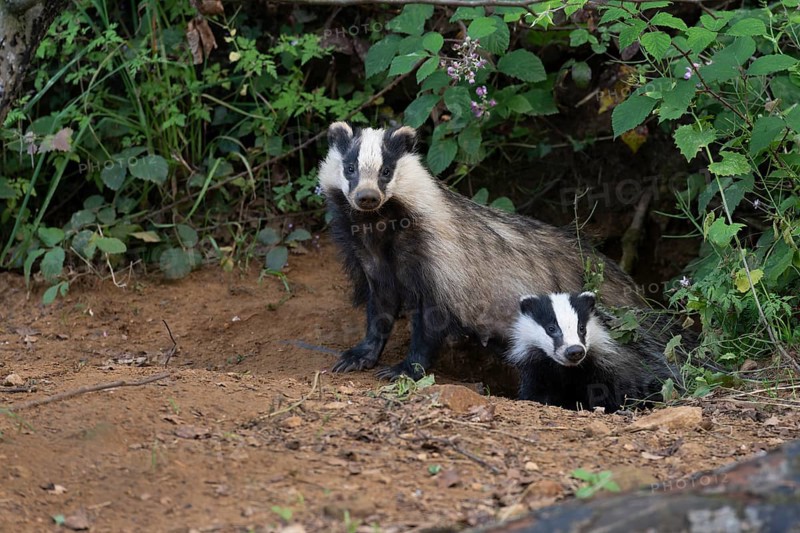 Badger (Merles merles) on a building site, Wittlich, Rhineland-Palatinate, Germany