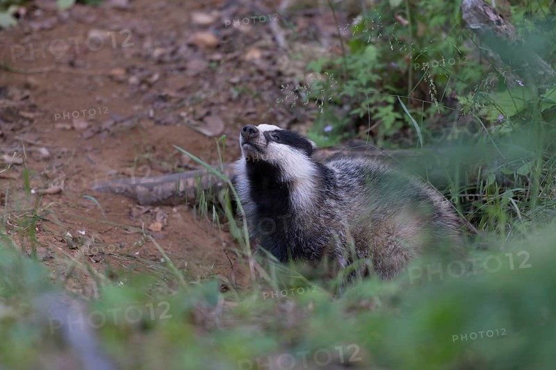 European badger (Meles meles) leaving its den, Wittlich, Rhineland-Palatinate, Germany