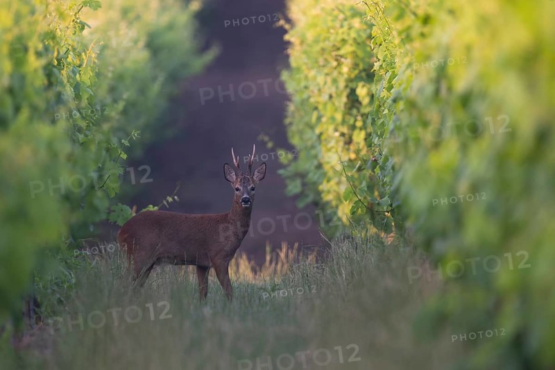 Roebuck in the vineyard in summer, Wittlich, Rhineland-Palatinate, Germany