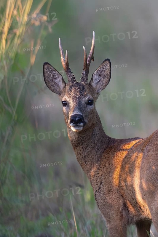 Roebuck in the vineyard in summer, Wittlich, Rhineland-Palatinate, Germany