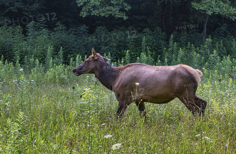 Wild North American Elk roaming free near the Oconaluftee Visitor Center at Great Smoky Mountains National Park near Cherokee, North Carolina