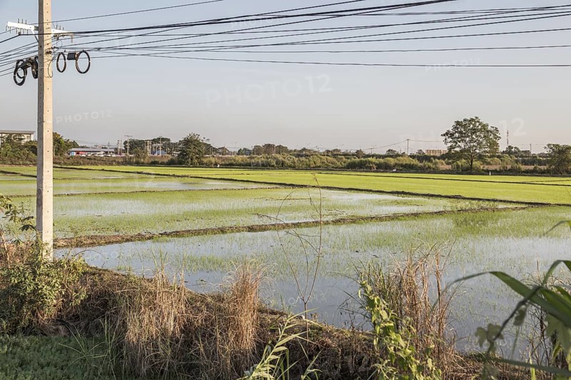 Rice fields in the Mueang Chiang Rai district of Northern Thailand