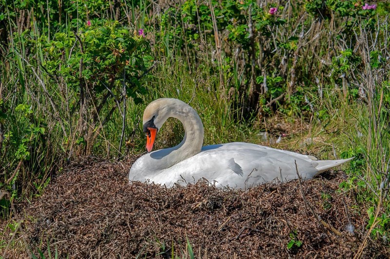 Breeding swan on nest Grossenbrode Baltic Sea
