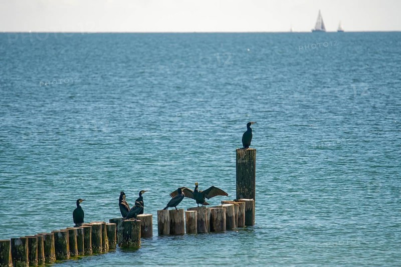 Cormorants on groynes Grossenbrode Baltic Sea Germany