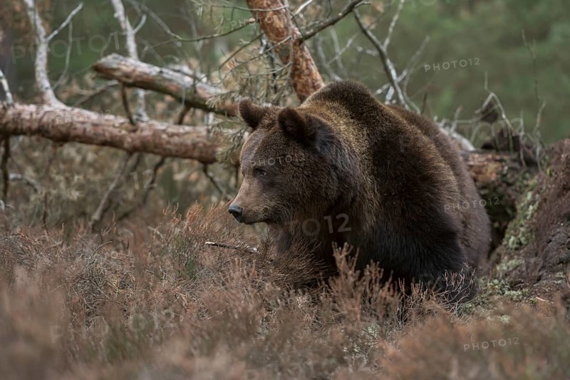In the habitat... European brown bear (Ursus arctos), strong animal, breaks through undergrowth in the forest, looks annoyed, angry