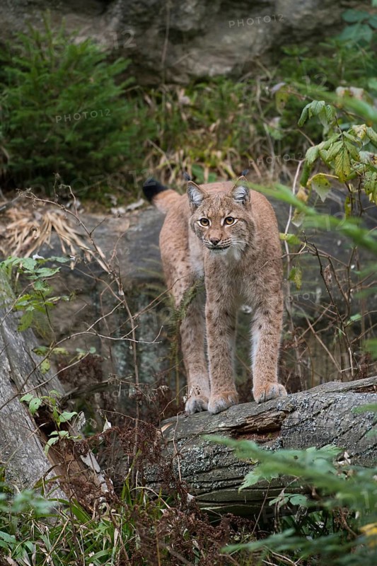 Stealthy hunter... Eurasian lynx (Lynx lynx), largest feline predator in large parts of Europe, surprise hunter that hides and quietly watches for prey, highly endangered due to habitat loss, Bavaria, Germany