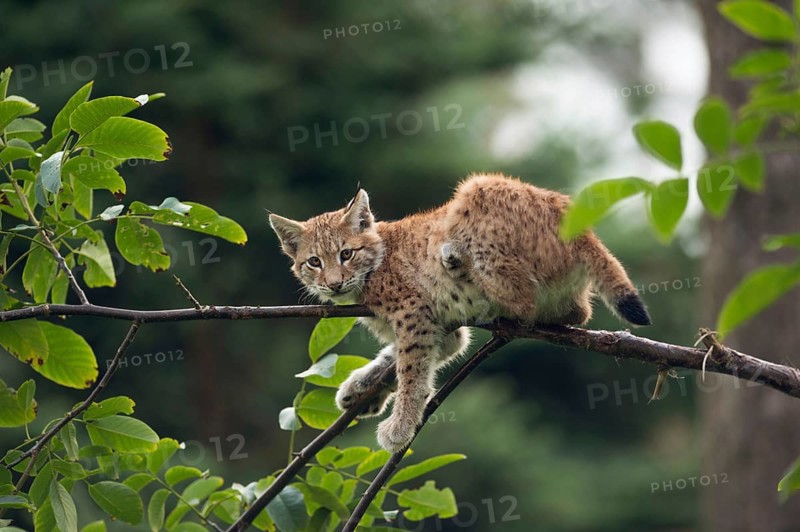 Take a break... Eurasian lynx (Lynx lynx), young lynx, apparently resting rather uncomfortably on a thin branch, but has no problems keeping his balance, funny picture, series Tierkinder, North Rhine-Westphalia, Germany, Western Europe