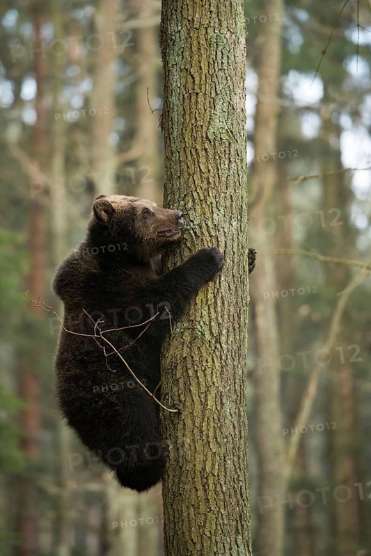 Now hold on tight... European brown bear (Ursus arctos), young bear climbs up a tree, seems insecure, holds on tight, looks up critically, funny picture, series animal children