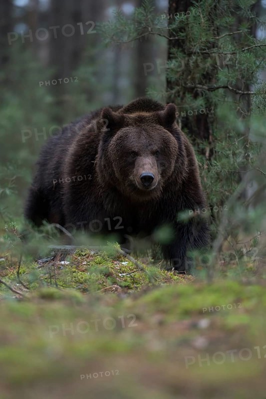 Through the undergrowth... European brown bear (Ursus arctos), loner on its forays through the woods, dangerous encounter, frontal shot