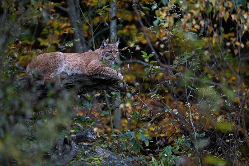 At the resting place... Eurasian lynx (Lynx lynx) lying, resting on an old, half-rotten tree trunk, well hidden, concealed by the autumn-coloured foliage of the surrounding bushes, trees, well camouflaged, stealthy living cat, Germany
