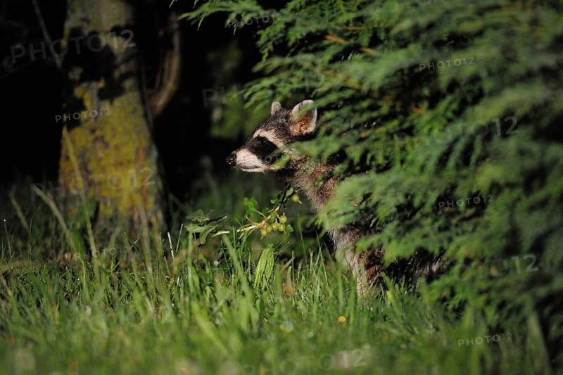 Life in hiding... Raccoon (Procyon lotor) in the middle of the night in a garden, almost everywhere unwelcome newcomer, captive refugee, neozoan, invasive species that causes many problems, Hesse, Germany, Western Europe