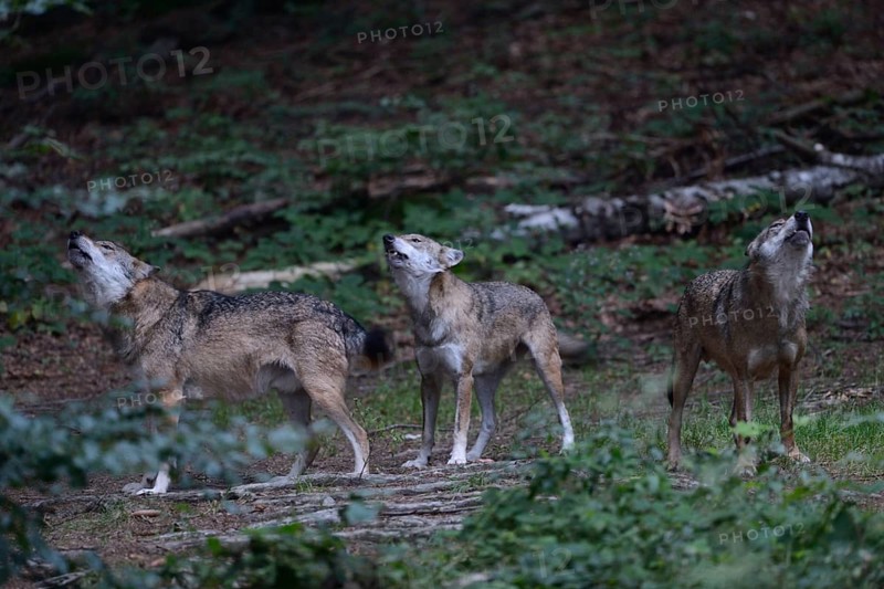 Howling of wolves... Grey wolves (Canis lupus), wolf packs after dark, European gray wolf, wolves in packs, wolf occurrence in Germany, native nature, Western Europe