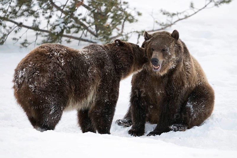 In the snow... Grizzly bears (Ursus arctos horribilis), American brown bears, funny picture, one seems to whisper something into the ear of the other, whereupon the other seems to laugh