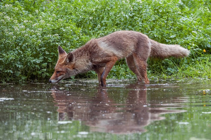 In the water... Red fox (Vulpes vulpes), fox in short-haired summer coat searching for food at the edge of a body of water, North Rhine-Westphalia, Germany, Western Europe