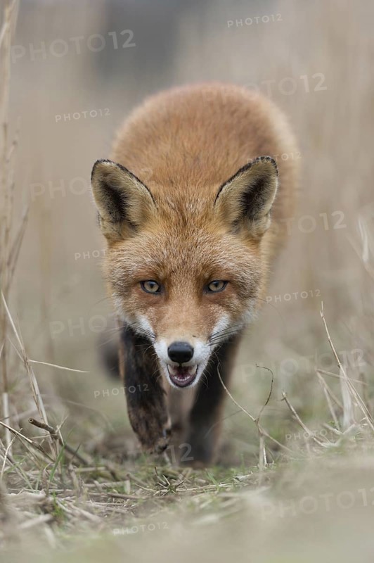 Predator bite... Red fox (Vulpes vulpes), fox runs across a fox path in the reeds directly towards the camera, frontal shot from the mouse's perspective, direct eye contact, captivating image