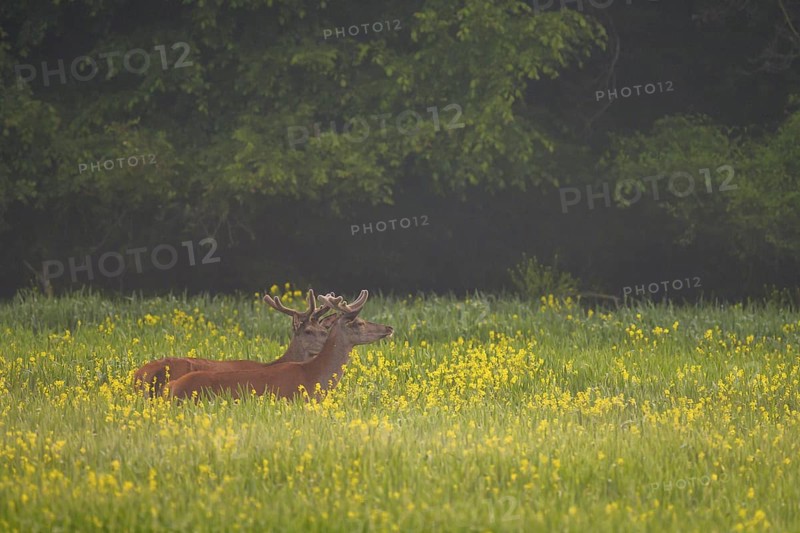 Red deer (Cervus elaphus), velvet antlers, field, meadow, light fog, Lower Austria