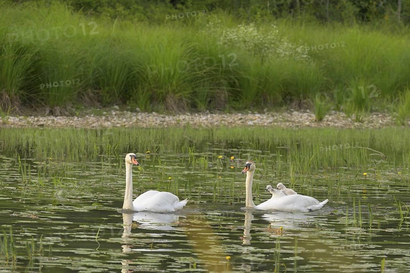 Mute swans (Cygnus olor), juveniles, water, Lower Austria