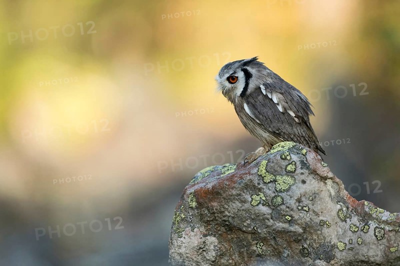 Southern white-faced owl... Southern bush owl (Ptilopsis granti), a very pretty little owl widespread in Africa, Botswana