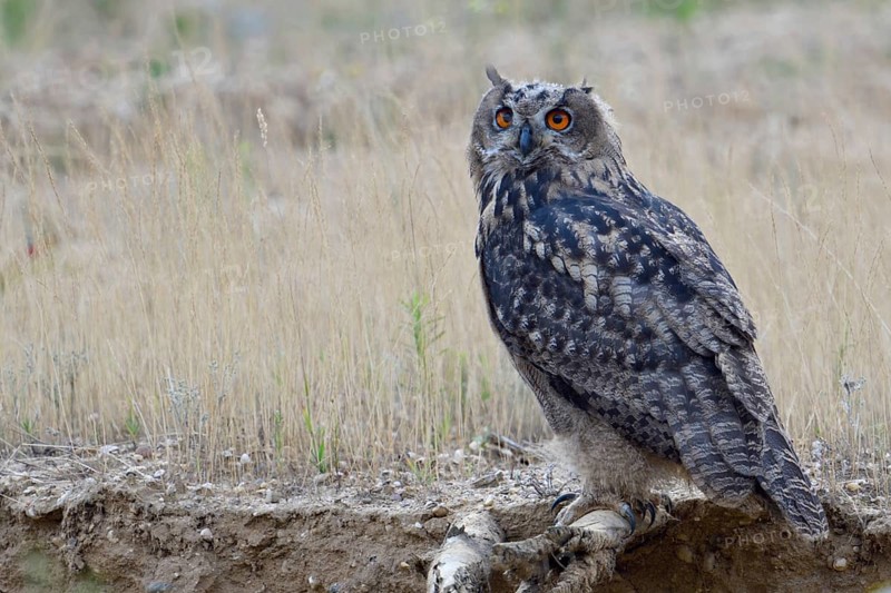 Teenager... European Eagle Owl (Bubo bubo), fledged young bird on its way to independence, note the long pointed claws, native birds, wildlife, nature, wildlife, Lower Rhine, North Rhine-Westphalia, Germany, Western Europe