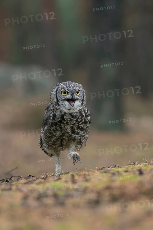 Hastily on foot... Virginia eagle owl (Bubo virginianus) runs with an energetic look on the ground almost directly towards the photographer, funny picture, funny animal pictures, bird pictures, humour, frontal shot, American eagle owl, bird world, animal world, nature, wildlife, America, USA