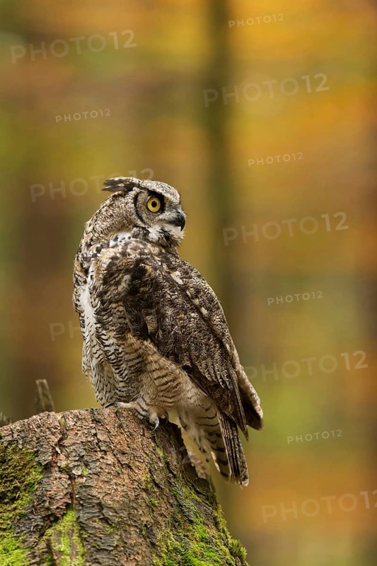 American owl... Virginia eagle owl (Bubo virginianus) sitting on a tree stump in autumn forest, looking around, turning its head 180°, large owl species with yellow eyes, American counterpart to our native eagle owl, bird world, animal world, nature, wildlife, America, USA