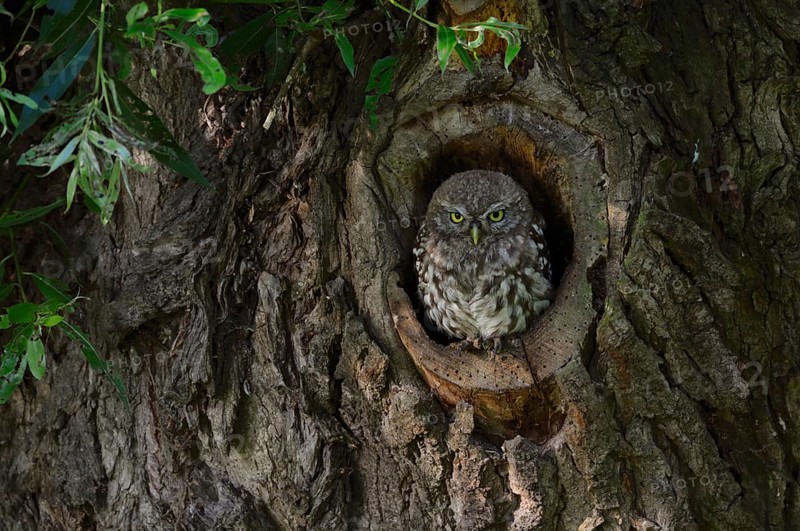 Young owl in its tree cavity... Little owl (Athene noctua), young owl, young owl at its natural breeding site, breeding den in an old willow tree, watching in a pollard tree on the Lower Rhine, native birdlife, wildlife, nature, wildlife, Rhineland, North Rhine-Westphalia, Germany, Western Europe