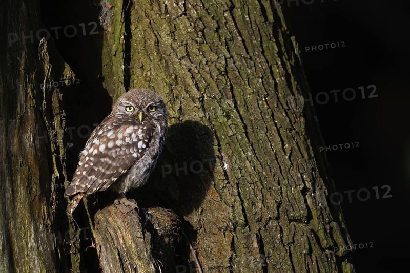 Camera view... Little owl (Athene noctua), young owl sitting in front of the entrance to its breeding den in an old pasture in the Lower Rhine, North Rhine-Westphalia in the sunlight, looking directly into the camera, native birdlife, wildlife, nature, wildlife, Germany
