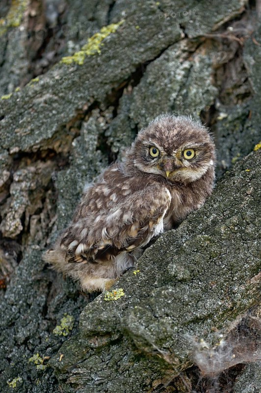 Young owl... Little owl (Athene noctua), not yet fledged owlet sits, perches in the bark of a tree, hides there, relies on its camouflage, waits to fledge soon, native birdlife, wildlife, nature, wildlife, Lower Rhine, North Rhine-Westphalia, Germany, Western Europe