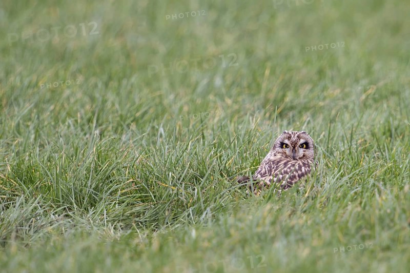 Hidden in the grass... Short-eared owl (Asio flammeus) resting in a meadow over the midday hours, endangered, highly endangered native owl, rare guest in North Rhine-Westphalia, native birdlife, wildlife, nature, wildlife, Lower Rhine, North Rhine-Westphalia, Germany, Western Europe